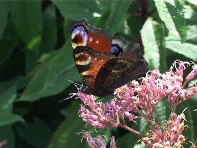 Tagpfauenauge ( Inachis io ), auf Wasserdost : Moers, in unserem Garten, 07.09.2009